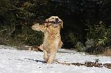 GOLDEN RETRIEVER 786